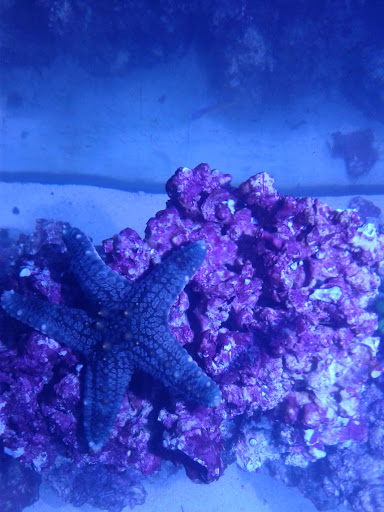 Pet Store «Pet Cove», reviews and photos, 820 E Center St, Kingsport, TN 37660, USA