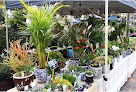 Florists specialised in bonsai in Sydney