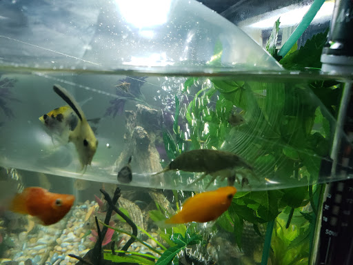 Pet Store «Petland Discounts - Westchester Sq.», reviews and photos, 25 Westchester Square, Bronx, NY 10461, USA