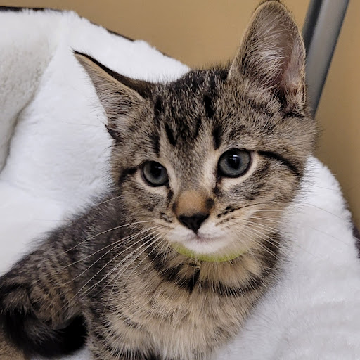 Pet Store «PV Pets», reviews and photos, 233 S Broadway, Pennsville, NJ 08070, USA