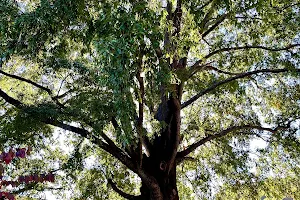 Georgia Tech’s Willow Tree (Possum Tree) image