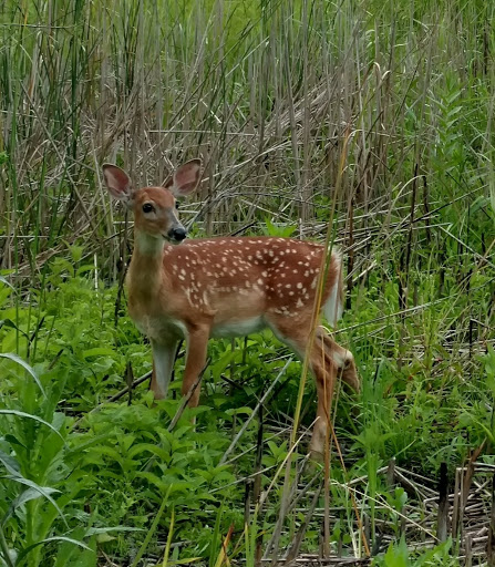 Bird Watching Area «Coffee Creek Watershed Preserve», reviews and photos, 2401 Village Point, Chesterton, IN 46304, USA