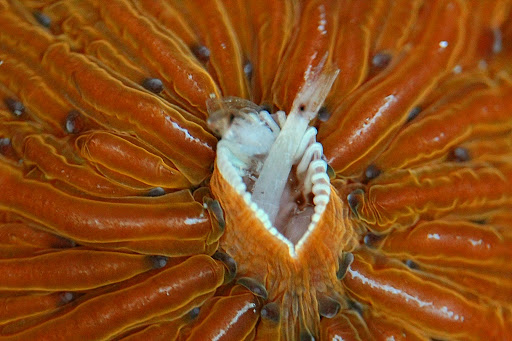 Pet Supply Store «Pacific East Aquaculture», reviews and photos, 107 School St, Mardela Springs, MD 21837, USA