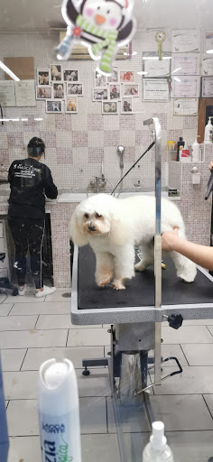 Pensioni per cani e dog hotel a The Magic Oasis