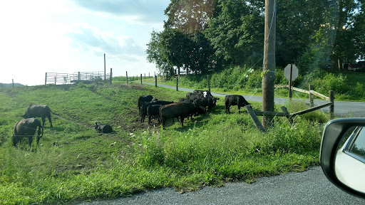 Archery Store «Weaknecht Archery», reviews and photos, 159 Kutz Mill Rd, Kutztown, PA 19530, USA