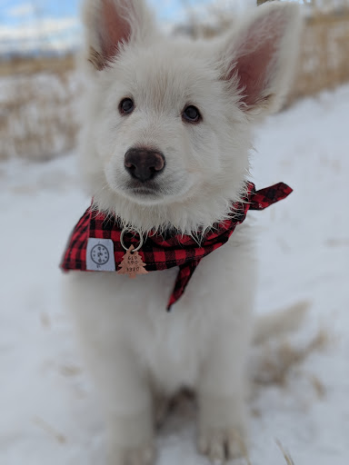 Animal Park «Dog Park At Gallatin County Regional Park (13 Acre w Pond)», reviews and photos, 3900 Baxter Ln, Bozeman, MT 59718, USA