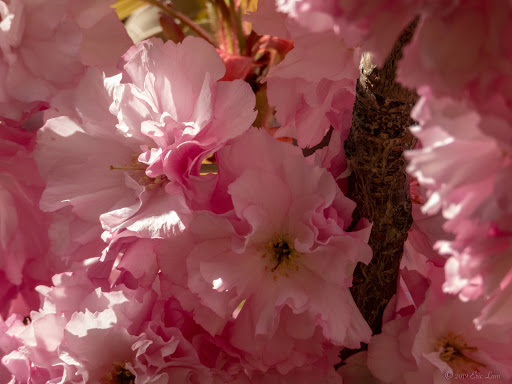 Park «Sunset Park», reviews and photos, 7th Ave & 43rd St, Brooklyn, NY 11232, USA