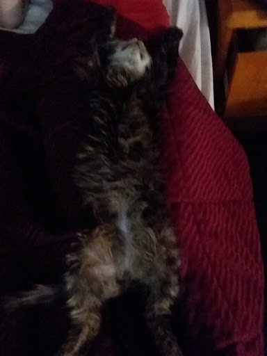 Pet Supply Store «Pet Supplies Plus», reviews and photos, 911 N Cable Rd a, Lima, OH 45805, USA