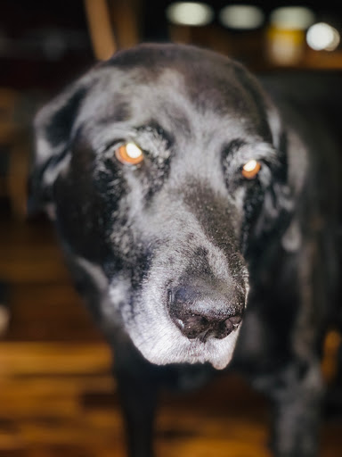 Insurance Agency «Mike Paffhausen - State Farm Insurance Agent», reviews and photos