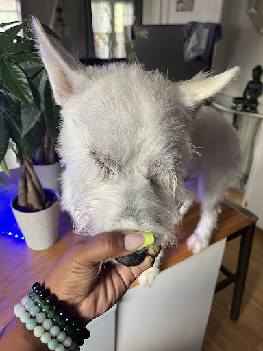 Pet Supply Store «Petco Animal Supplies», reviews and photos, 848 N Colony Rd c, Wallingford, CT 06492, USA