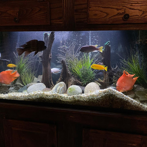 Premier Life Aquariums