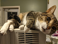 Friend of a Friend Pet Care - Photo 1 - Car repair in , Lancaster