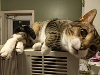 Friend of a Friend Pet Care - Car repair in , Lancaster - Rated 5.0/5