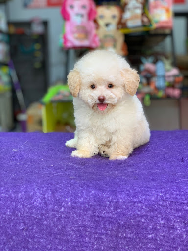 Top 20 cửa hàng pet Huyện Lương Sơn Hòa Bình 2022
