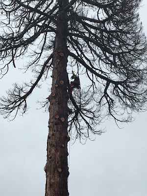 VERTICAL'ELAGAGE à Lorris