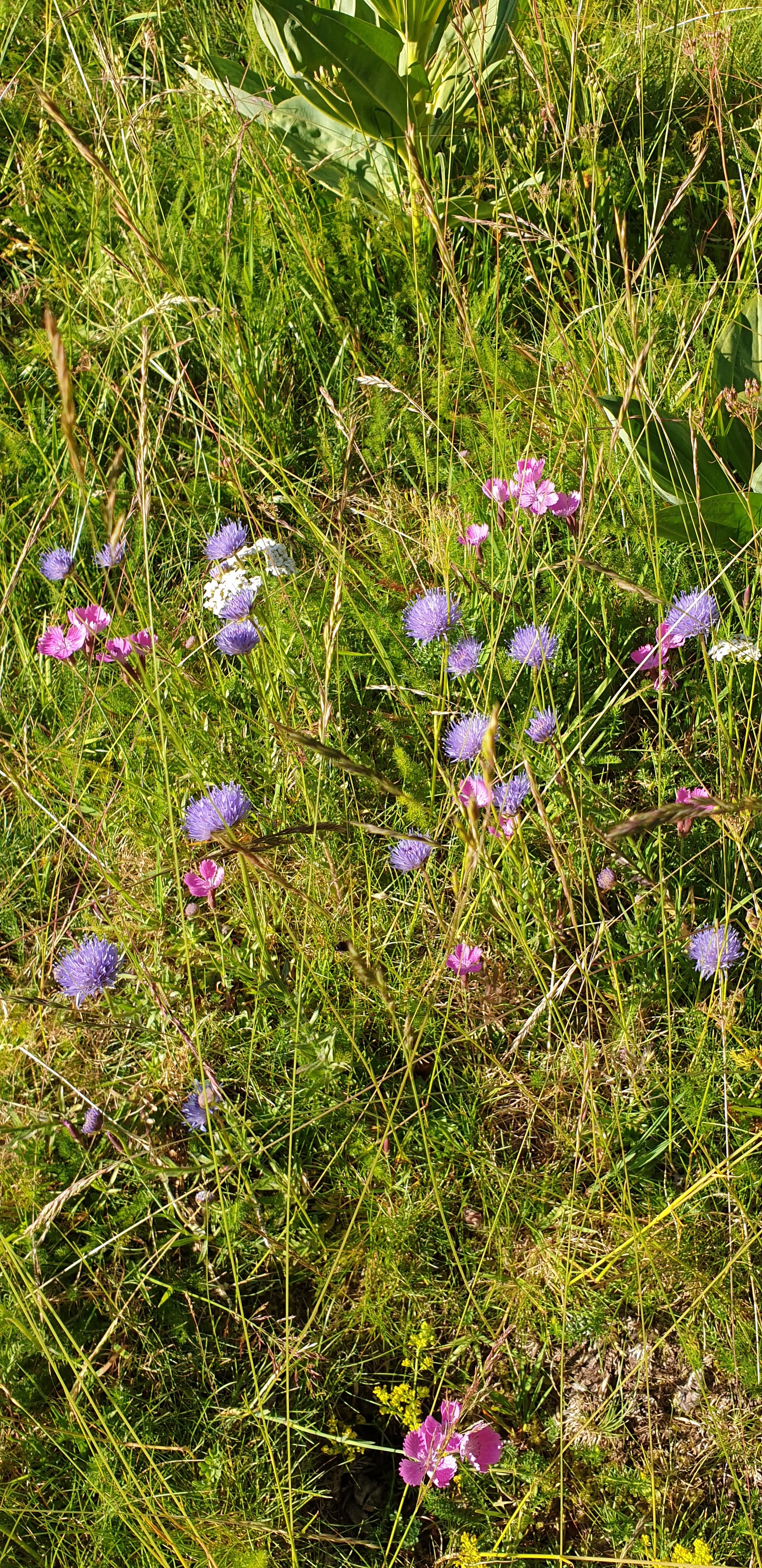 Photo n° 2 de l'avis de Vi-Harmonie. fait le 13/07/2020 à 16:42
