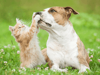 Backyard Comfort & Pest Control - Photo 1 - Car repair in College Station, TX, College Station