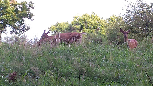 Golf Course «Horseshoe Lake Golf Course», reviews and photos, 1250 SW Club House Ct, Port Orchard, WA 98367, USA