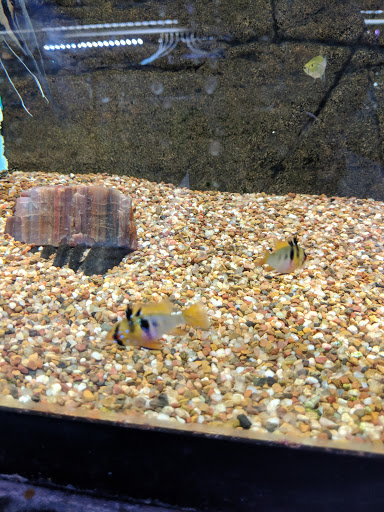 Fish Store «Aquatek Tropical Fish», reviews and photos, 8023 Burnet Rd # 1, Austin, TX 78757, USA