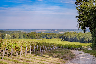 Joël Delaunay Wines à Pouillé