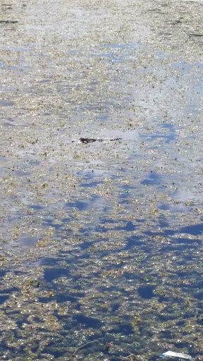 Golf Course «Bayou Golf Course», reviews and photos, 2800 Ted Dudley Dr, Texas City, TX 77591, USA