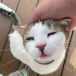 Photo n°1 de l'avis de Tntgamer.6 fait le 21/10/2022 à 11:33 sur le  Il Capitano à Positano