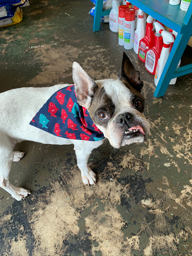 Pet Supply Store «Goin To the Dogs & Cats Pet», reviews and photos, 814 Wellman Ave NE, Huntsville, AL 35801, USA