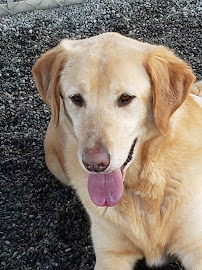 Canine Country Club And Cattery Inc - Photo 4 - Car repair in Arlington, WA, Marysville