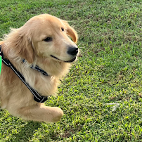 Universal Dog Care Orlando, Dog Care and Dog Boarding - Car repair in Orlando, FL, Orlando - Rated 5.0/5