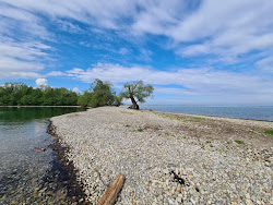 Photo de Strand auf der Halbinsel am Wocherhafen avec un niveau de propreté de très propre
