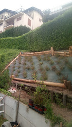Edelweiss Garden