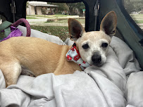 BEST DOG NANNY EVER! - Photo 4 - Car repair in Fort Worth, TX, Fort Worth