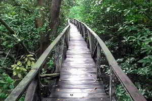 Mangrove Margo Mulyo image