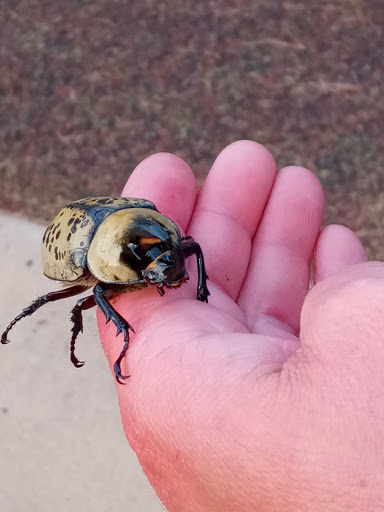 Park «Denny Dobbs Park», reviews and photos, 6244 GA-212, Covington, GA 30016, USA