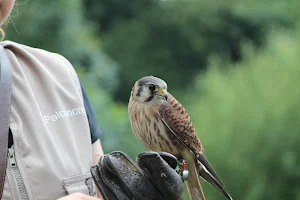 Falconcrest Birds of Prey Park image