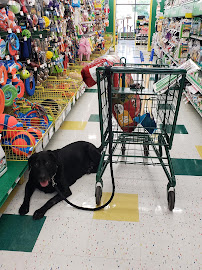 Pet Supplies Plus Okemos - Photo 2 - Car repair in Okemos, MI, Lansing