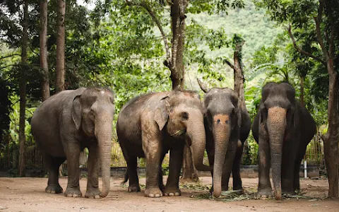 Elephant Jungle Sanctuary Phuket image