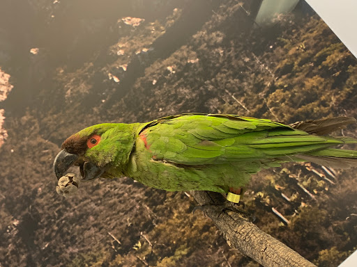 Museo de Las Aves de México