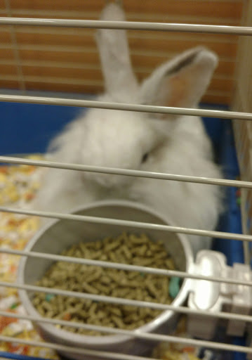 Pet Supply Store «PetSmart», reviews and photos, 5810 Antioch Rd, Merriam, KS 66202, USA