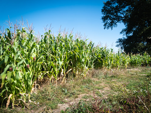 Sale farms Southampton