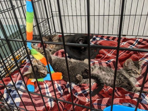 Pet Store «PetSmart», reviews and photos, 10451 Baltimore St NE, Blaine, MN 55449, USA