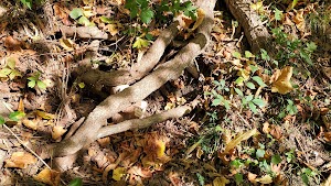 Core Arboretum - photo 25