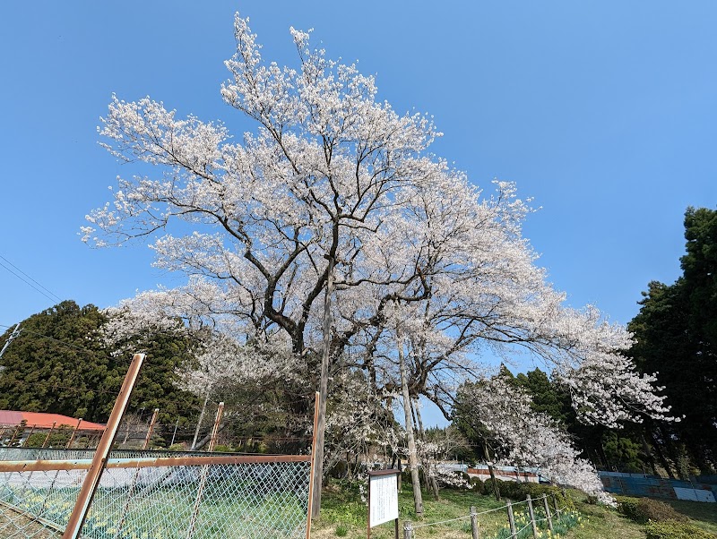 椎木の種まき桜