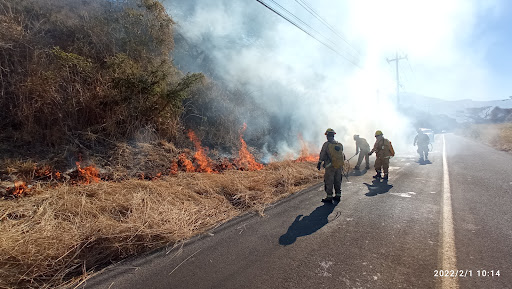 Brigada Forestal