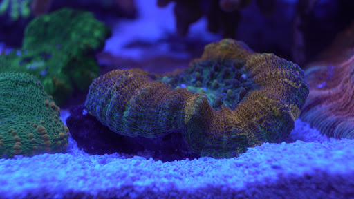 Tropical Fish Store «Reefwise», reviews and photos, 5401 Patton Dr #105, Lisle, IL 60532, USA