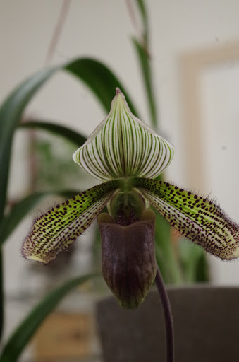 Florist «Island Orchids», reviews and photos, 2204 W Colorado Ave, Colorado Springs, CO 80904, USA