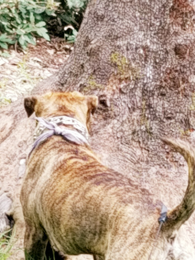 Pet Supply Store «Petco Animal Supplies», reviews and photos, 444 N Santa Cruz Ave, Los Gatos, CA 95030, USA