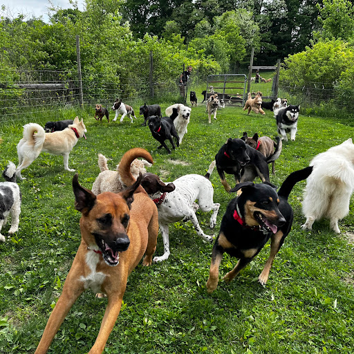 Glencadia Dog Camp, Boarding Kennel NYC image 1