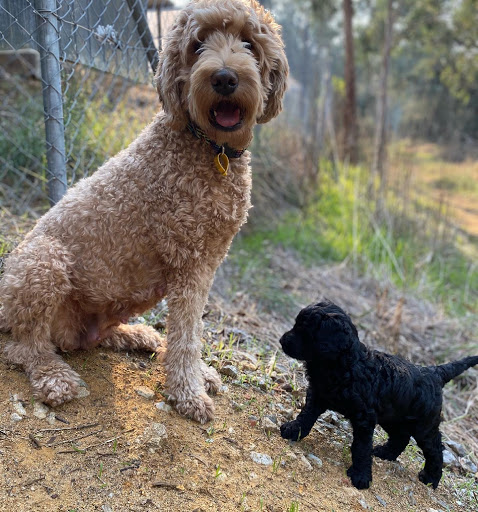 Labracadabra Labradoodles