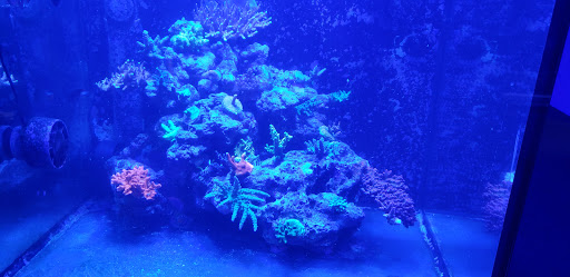 Tropical Fish Store «Ultimate Reefs & Aquariums», reviews and photos, 6020 S Memorial Dr, Tulsa, OK 74145, USA